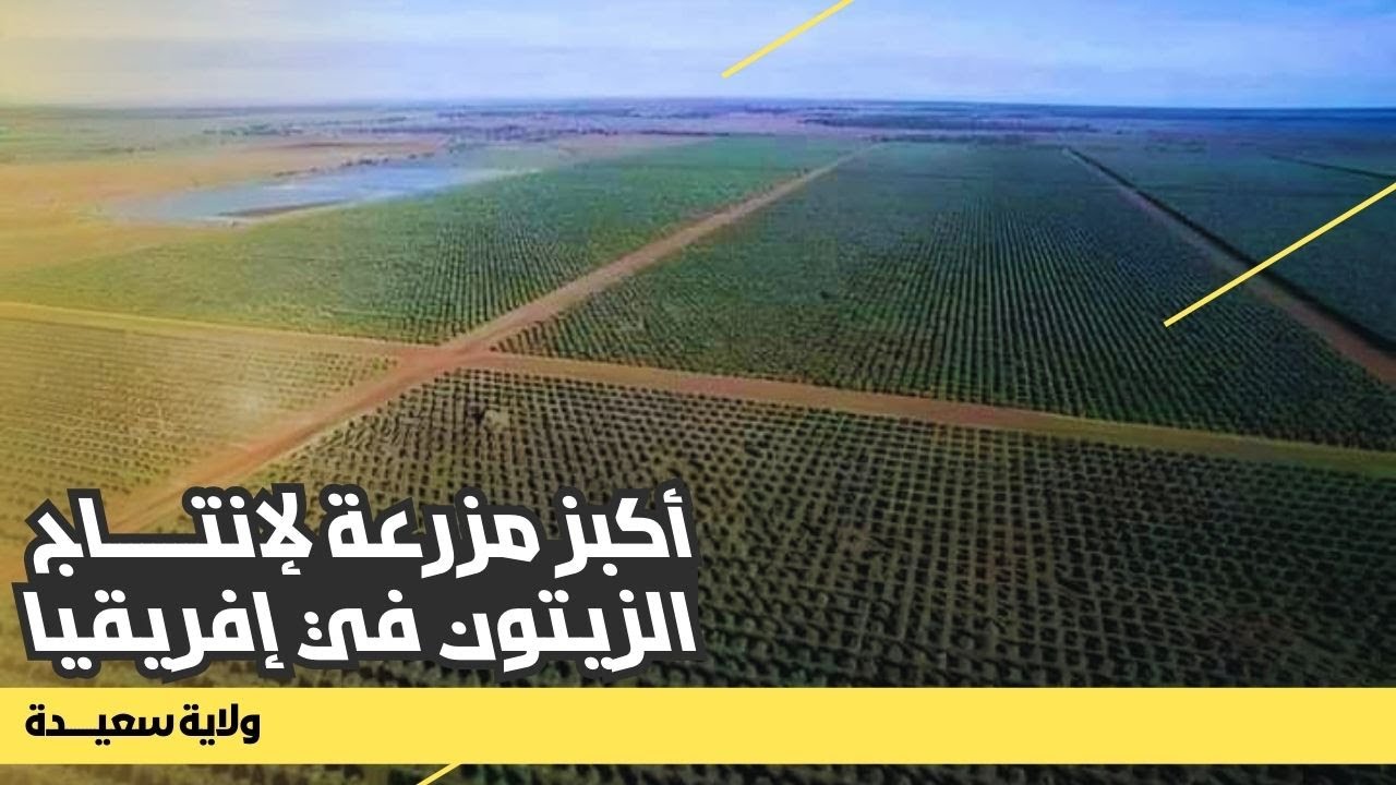 شاهدوا أكبر مزرعة لإنتاج الزيتون في إفريقيا بولاية سعيدة