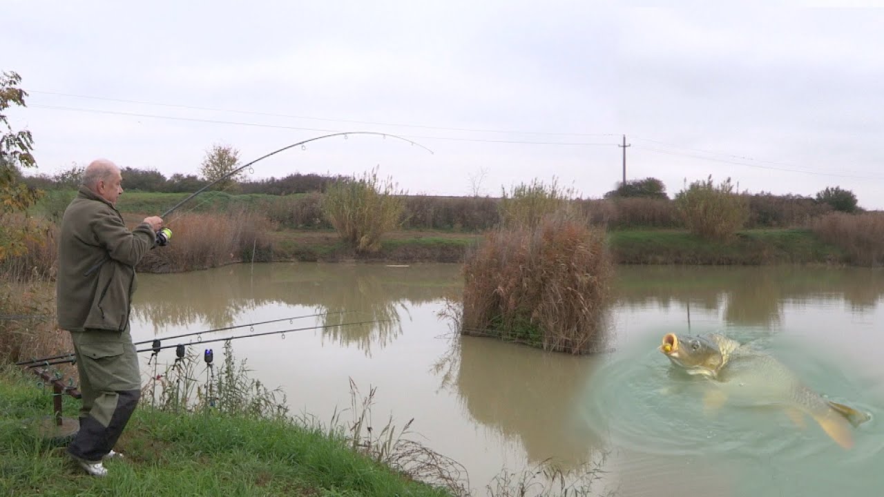 Pecanje šarana na jezeru pored reke Jegričke kod Žablja Vojvodina - Dubinsko pecanje | Carp fishing