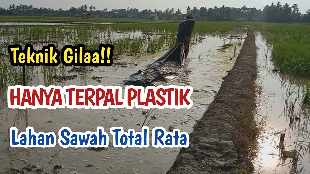 HANYA KARET BAN + TERPAL, TEKNIK MERATAKAN TANAH SAWAH, AGAR PRODUKSI PANEN MENINGKAT TINGGI