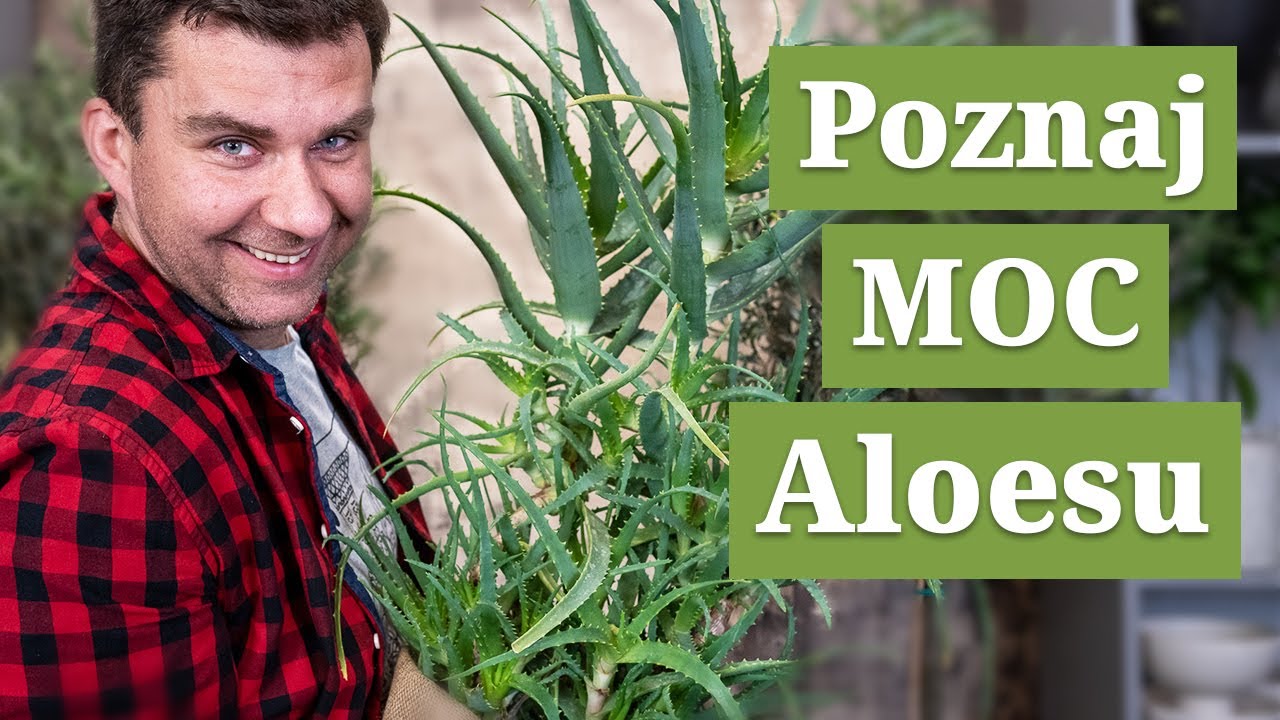 Aloe Vera naturalny lek na wszystko. Najlepsze sposoby na aloes aby rosły jak szalone