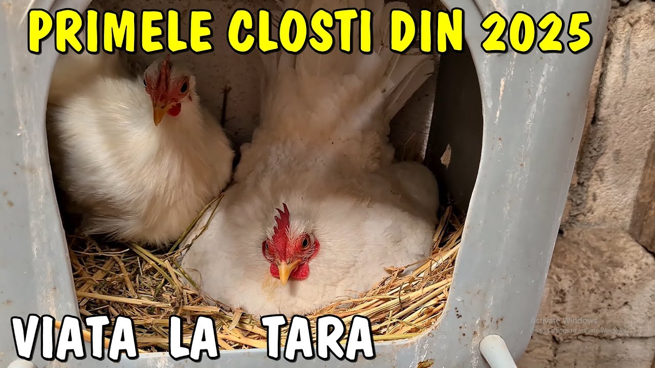 Primele  cloști  din acest an 2025 - 🐣🐔 așteptăm puișorii  - 🐥 Viața la țară ❗