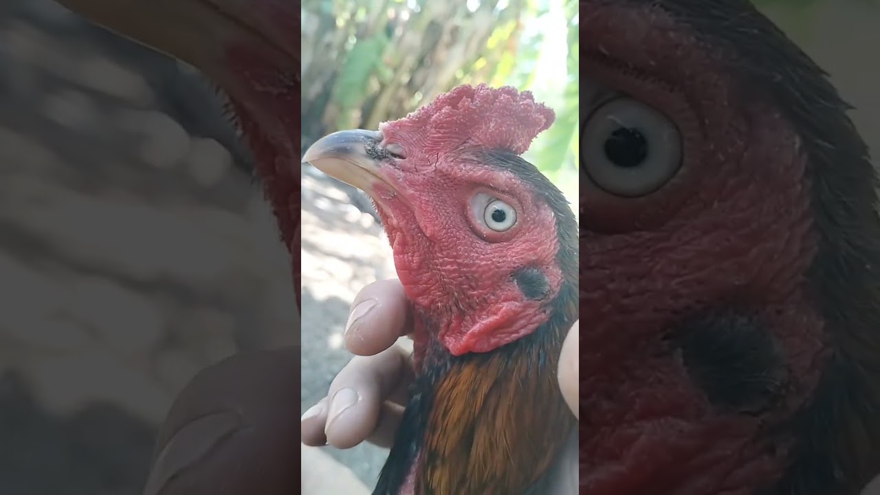 Chiến kê có đôi mắt kỳ lạ.