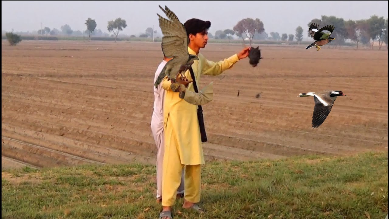Super hunting with shikra part 3||eagle hunting falcon hunting ||pakistan falconry