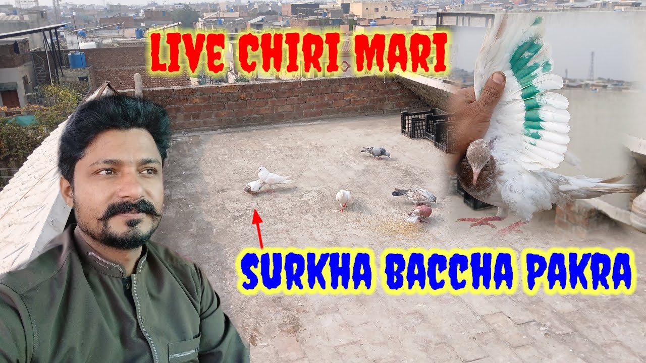 live chiri mari surkha baccha Pakra ,, Ateeq AD vlgos😄