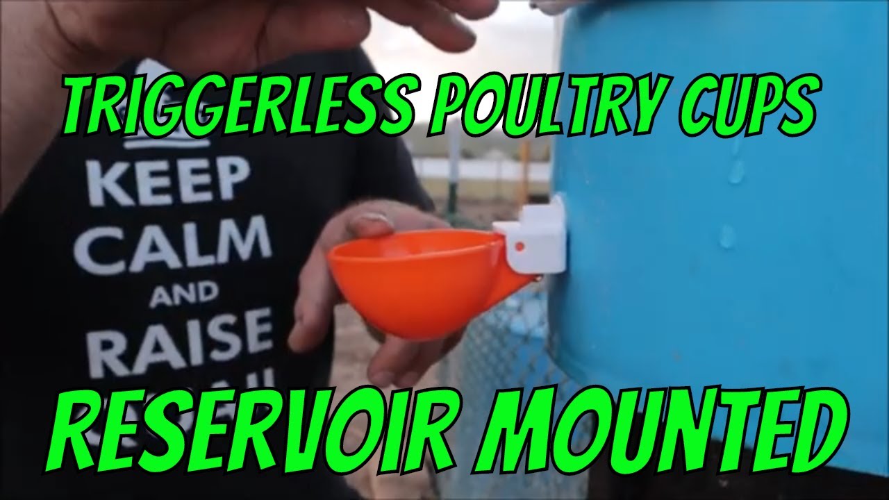 No Leak Poultry Water Cups