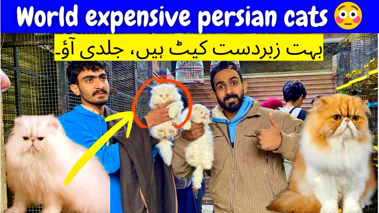 Persian kittens market 🐱 cheapest price wholesale deal very expensive cats american cat in karachi 