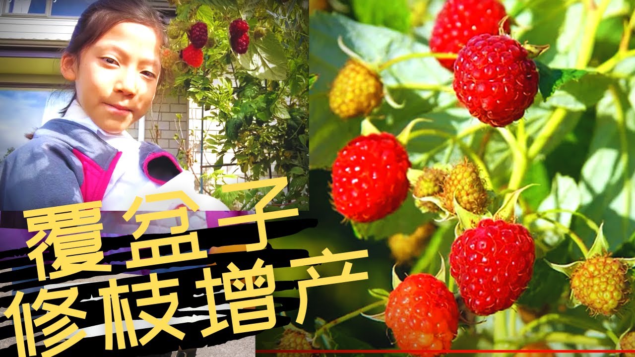 怎么种树莓，覆盆子的种植诀窍，修枝可以增产，树莓raspberry覆盆子又丰收啦, 给受伤的二女儿补补，