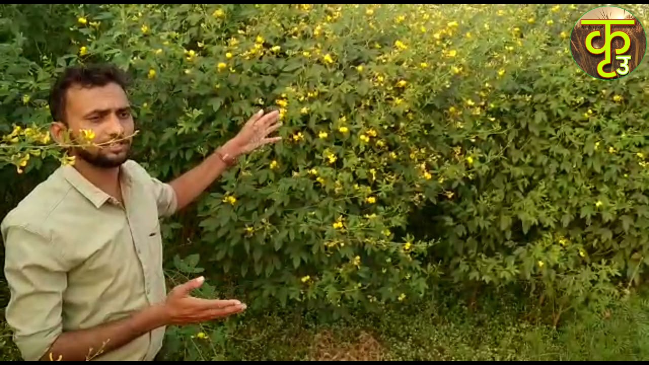 some pest of Pigeon pea (Arhar) अरहर के मुख्य कीट व नियंत्रण