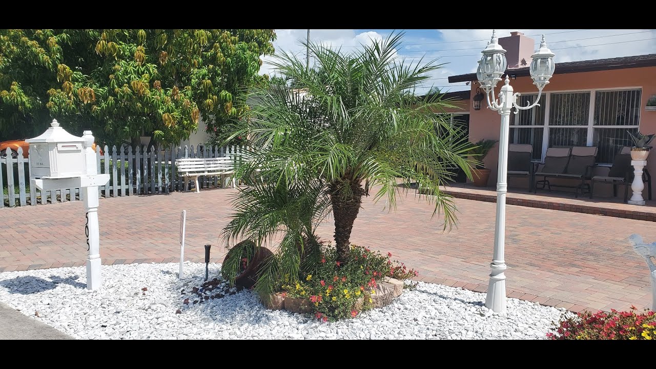 LA PALMERA ENANA, O PHOENIX,  PLANTA DACTILERA...TODO LO QUE DEBES SABER PARA SU CULTIVO.