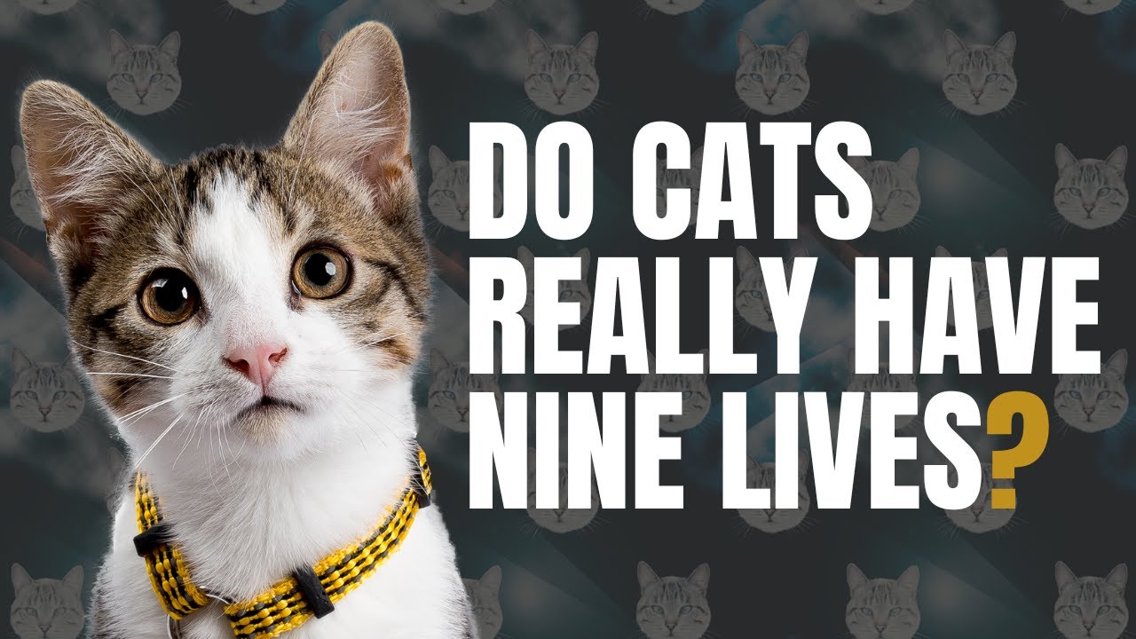 Do Cats Really Have 9 Lives?