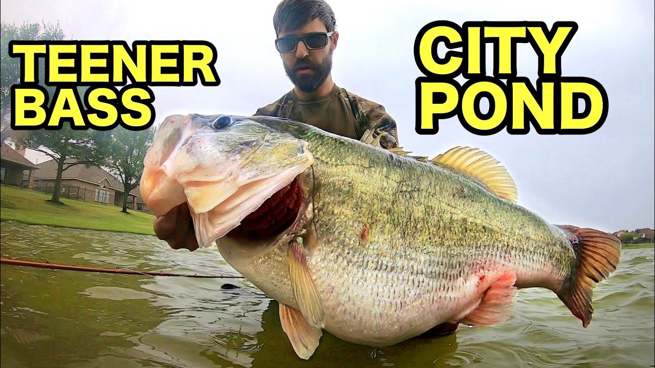 The BIGGEST BASS I have EVER SEEN!! (TEENER)