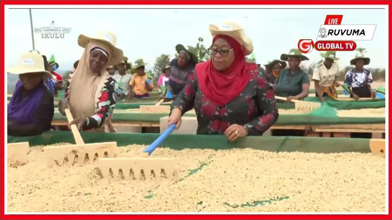 RAIS SAMIA ALIVYOWEKA URAIS PEMBENI na KUFANYA KAZI ya KIBARUA KWENYE KIWANDA CHA KAHAWA - UTAPENDA!