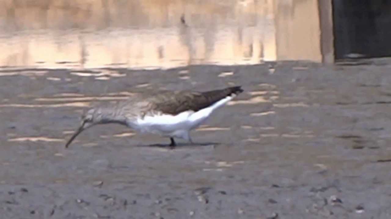 Green Sandpiper / Witgat (Tringa Ochropus)