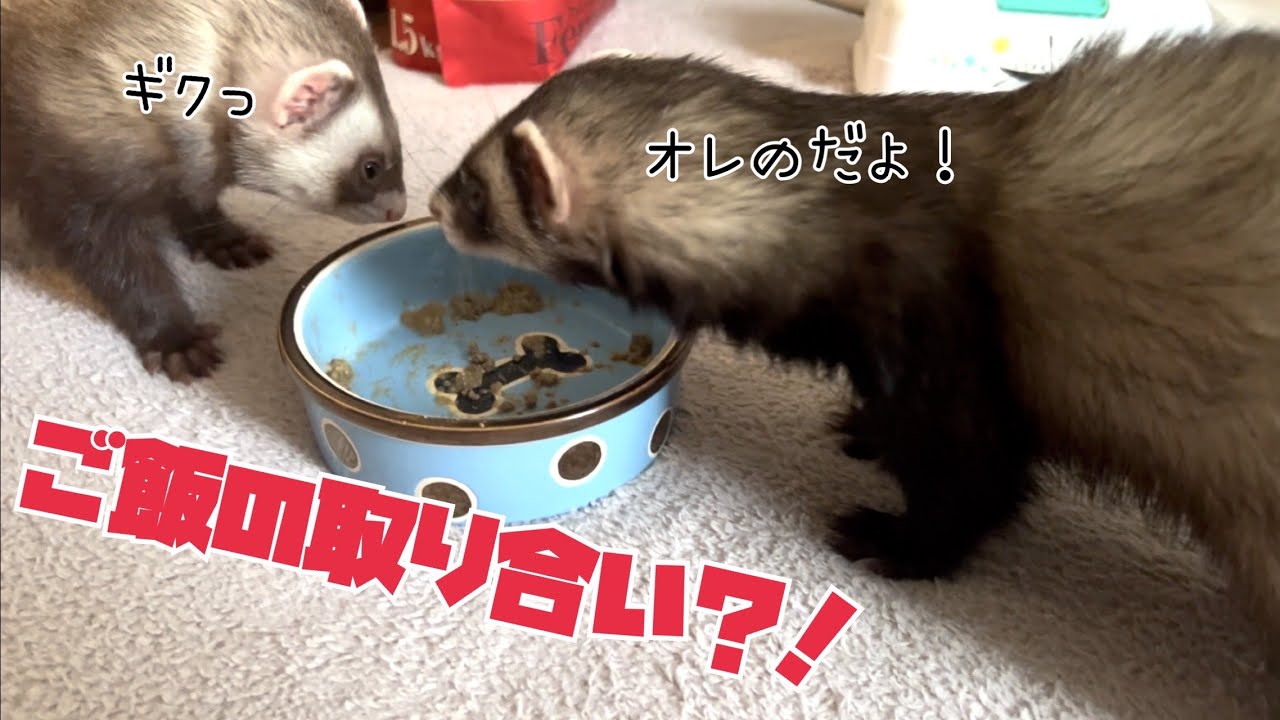 【フェレット】久々にふやかしご飯食べました！のほほん😊#ダウくん#ボフくん#ferret