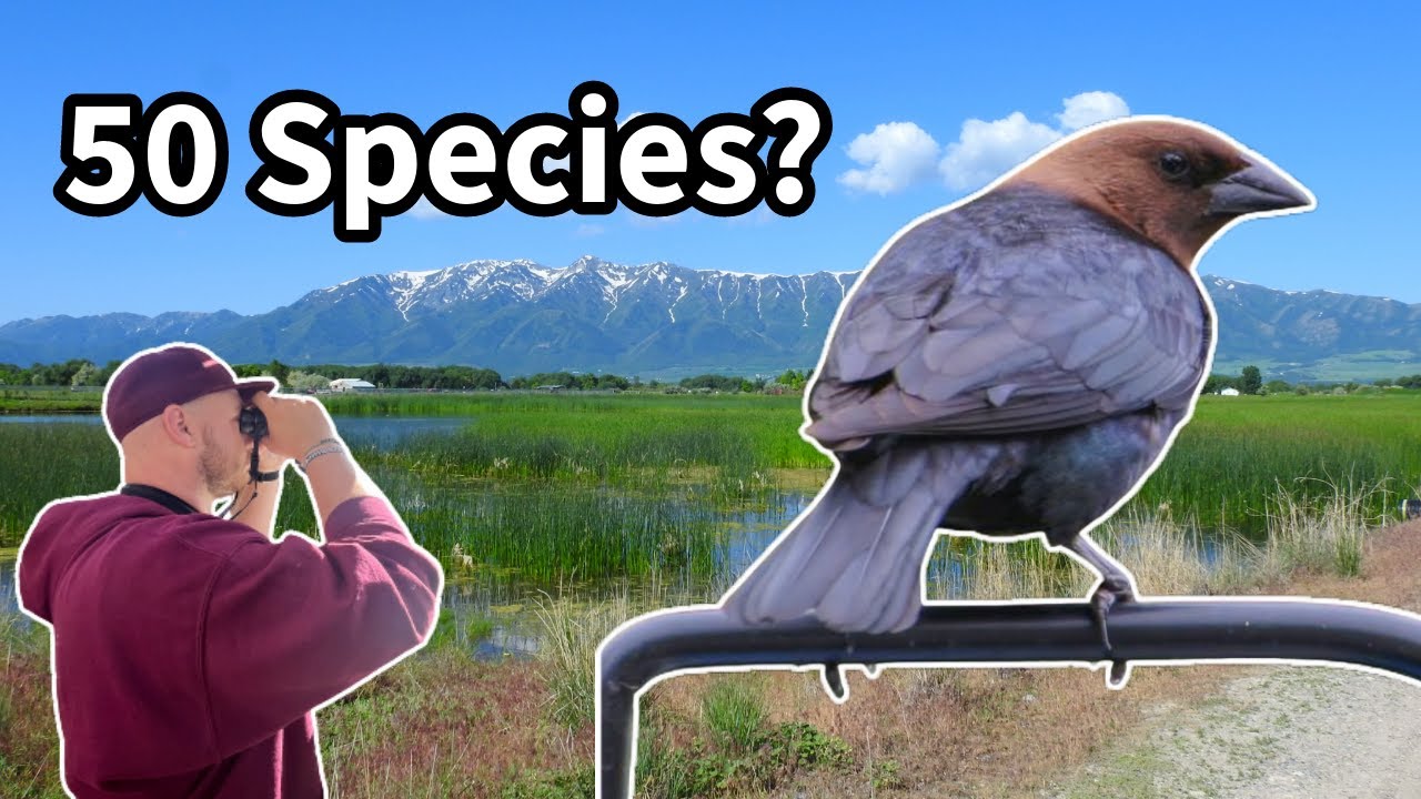 CAN I hit 50 species in Utah in ONE trip?! | Birding at the Logan River Wetlands
