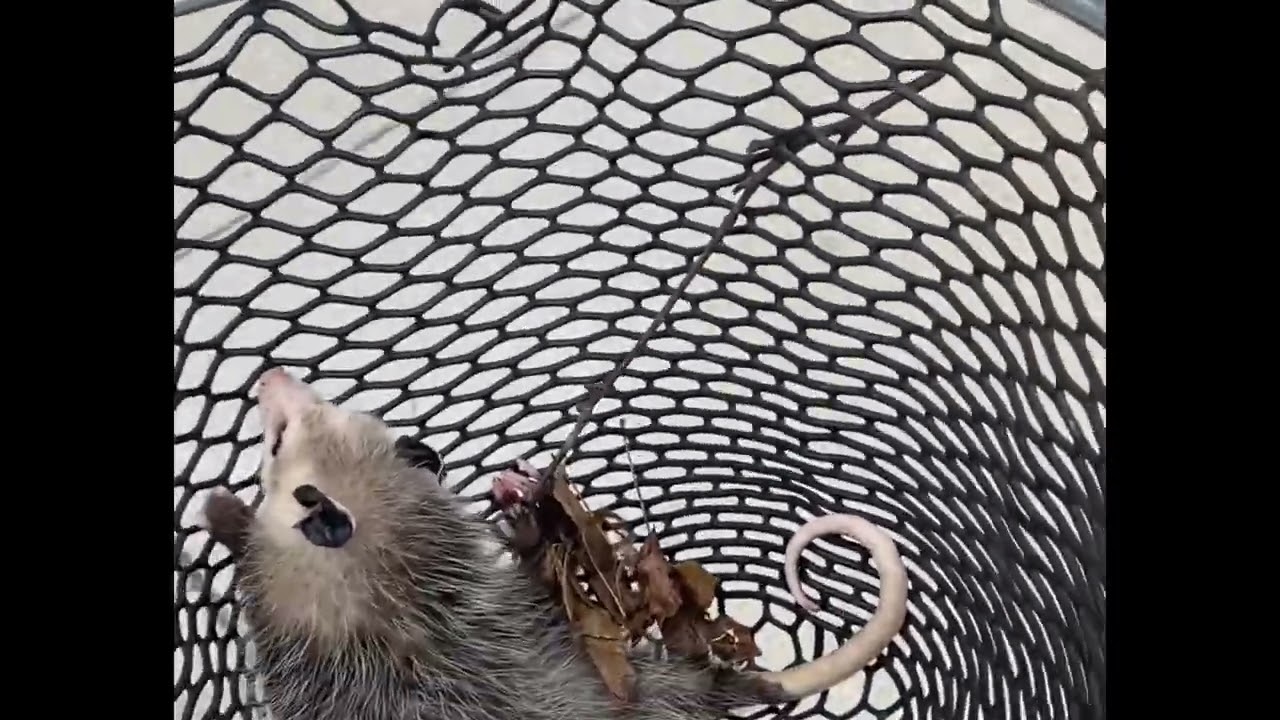 Wildlife Control Toronto Services May Be Your Only Choice For Trapped Animals in Window Wells