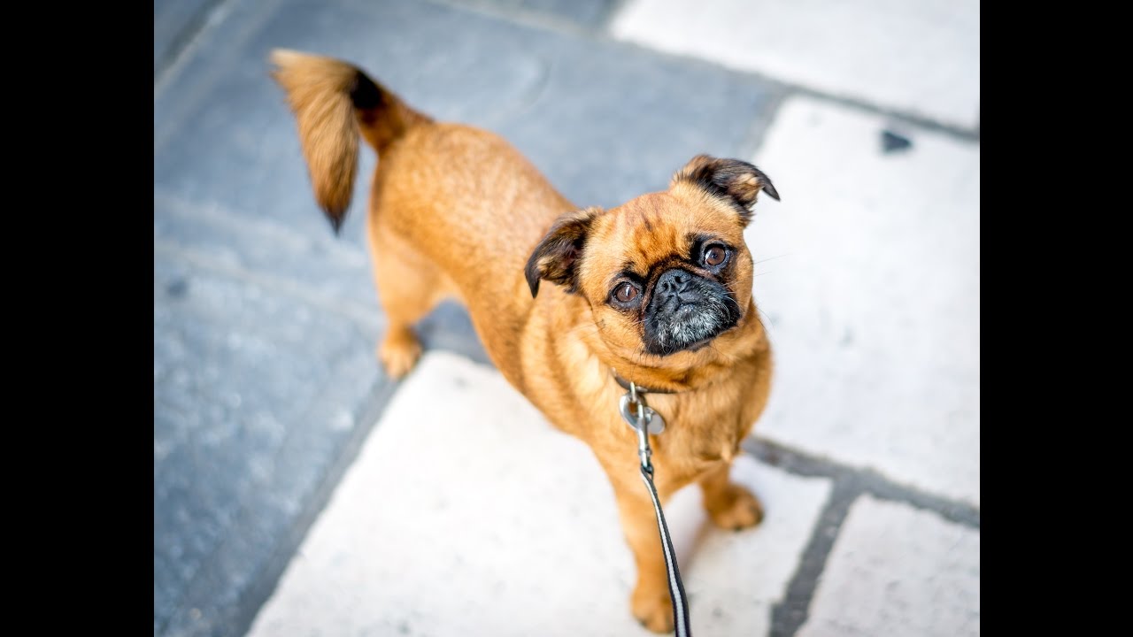 Walking our Petit Brabancon (Griffon) - Niko