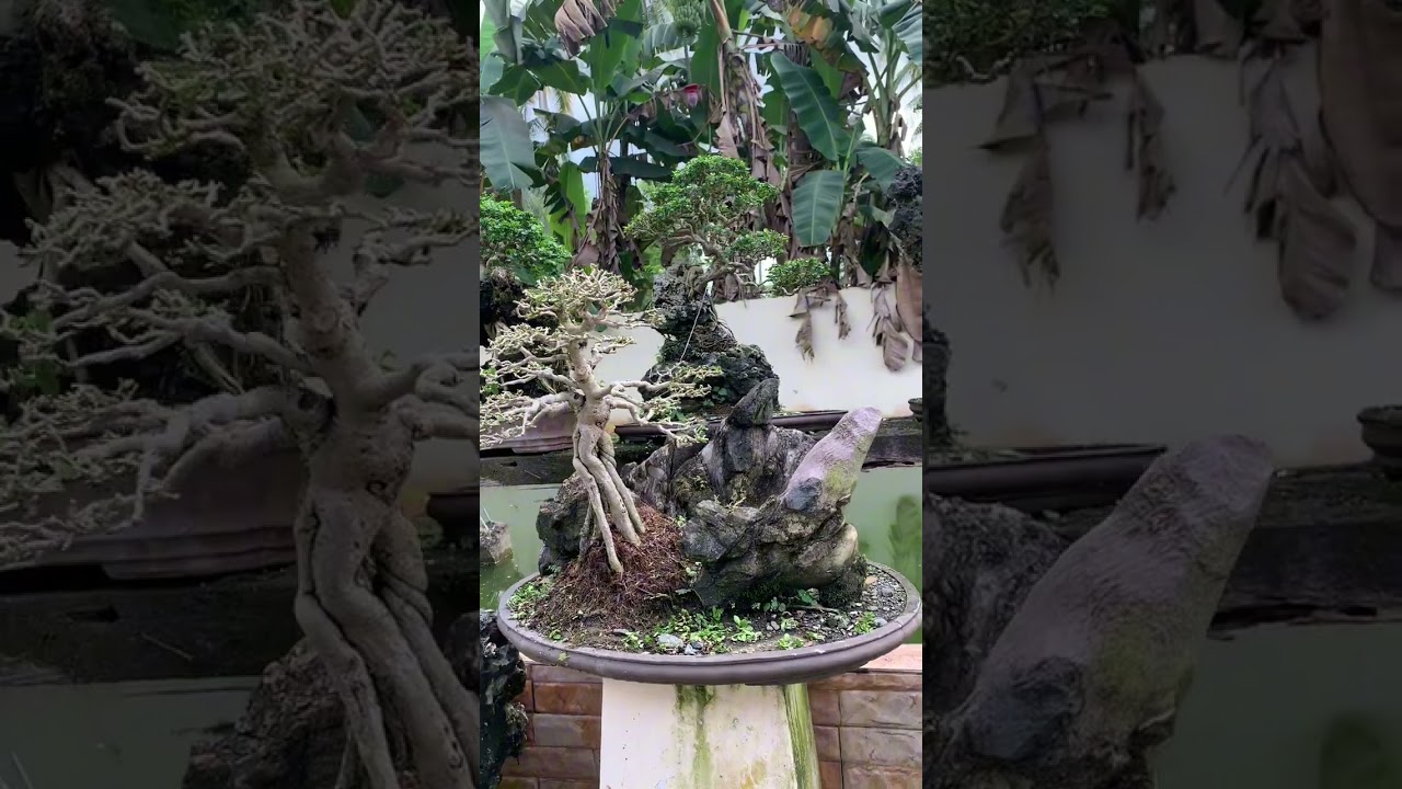 Bonsai garden visit @ rtr agusan del norte 