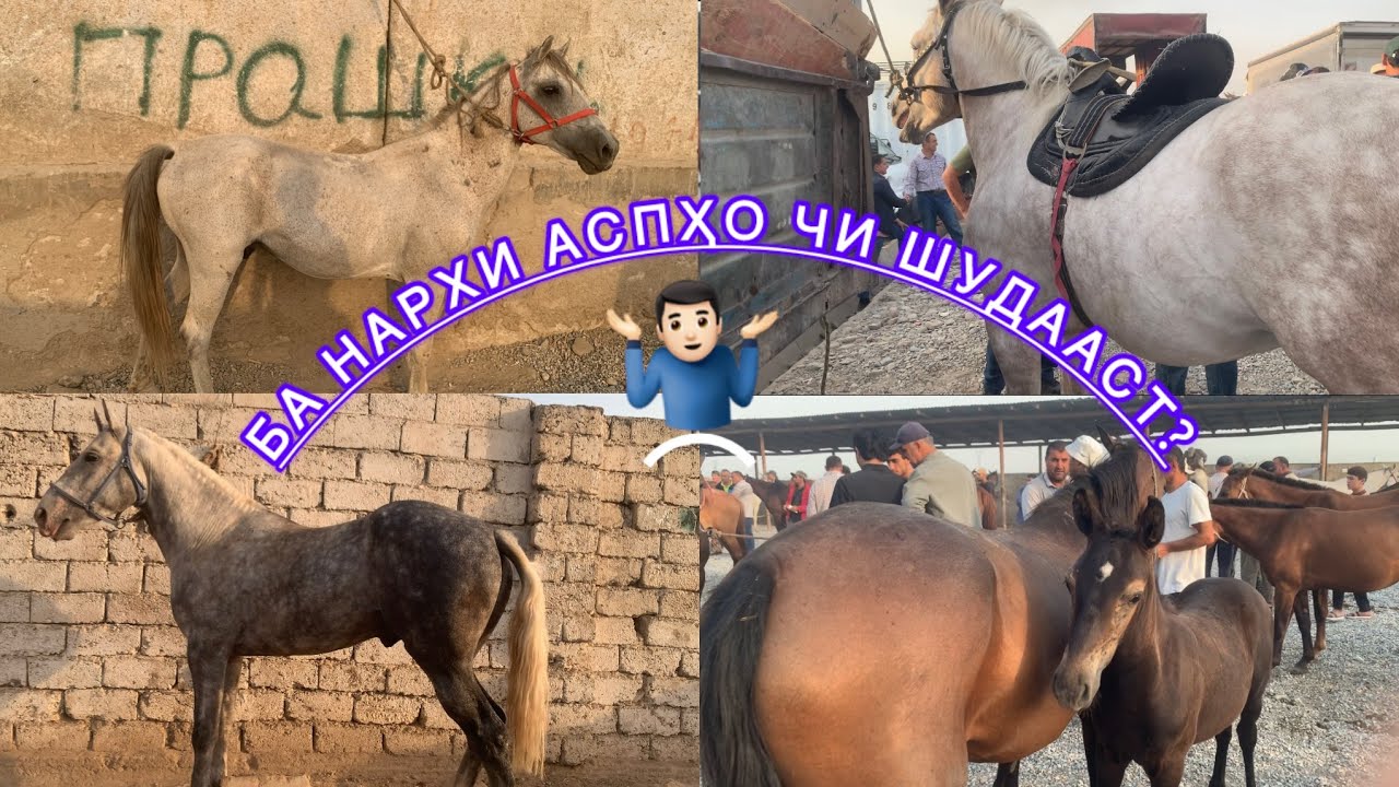 Асп бозори Душанбе (Ленский район) беҳтарин навор шуд. Нархи тойҳо, байталҳо ва аспҳои бузи.