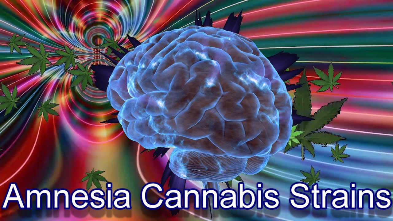 Amnesia Cannabis Strains - STRAIN TV