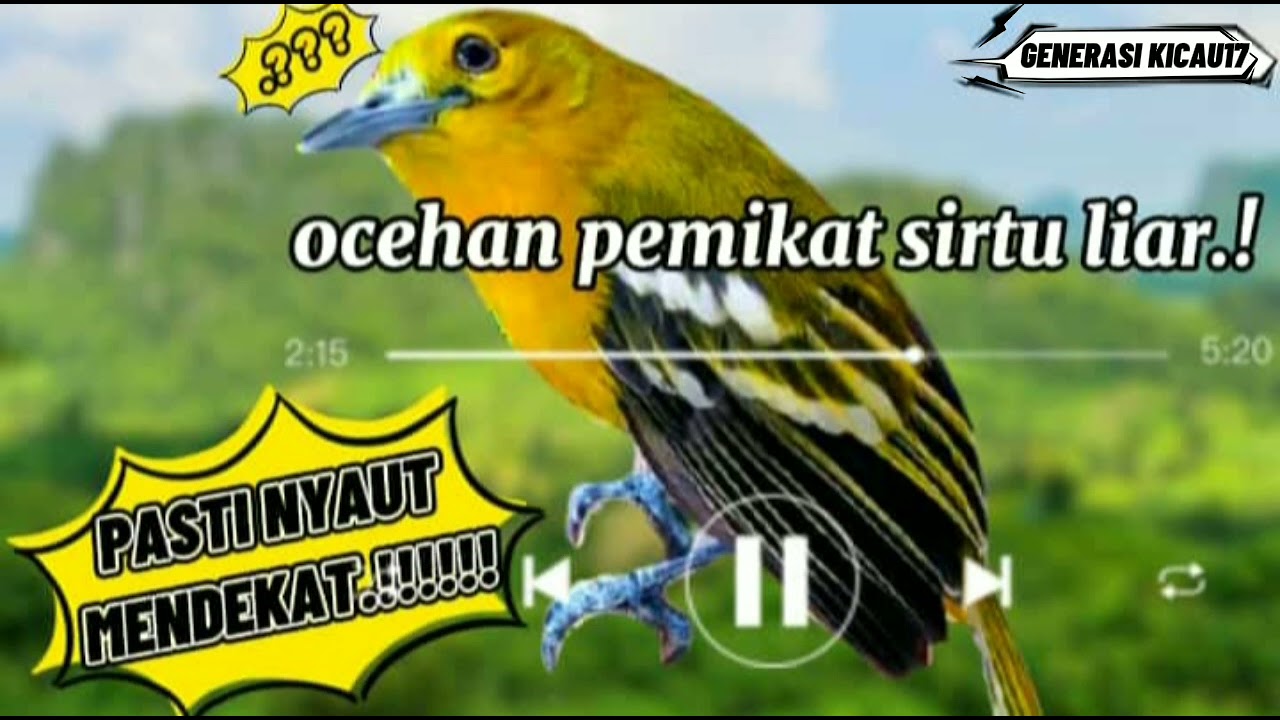 PANCINGAN SIRTU/CIPOH LIAR 100% NYAUT DAN MENDEKAT,BUKTIKAN.!!!