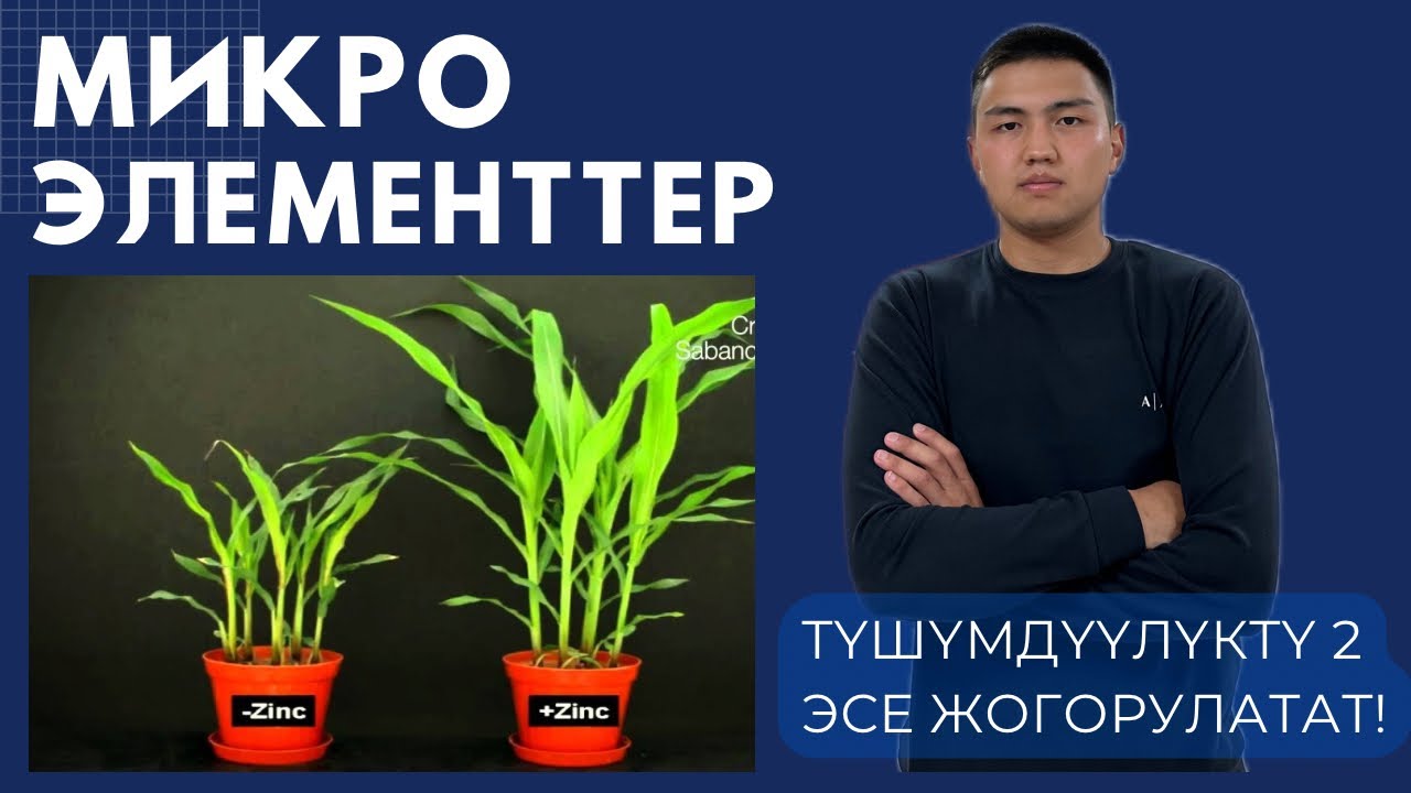 Микроэлементтер-түшүмдүүлүктү 2 эсе жогорулатат!