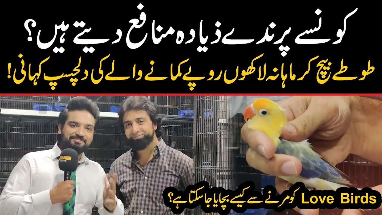 Love Birds society of Pakistan | A business Major adopts Aviculture | Birds that cost up to 15 lac
