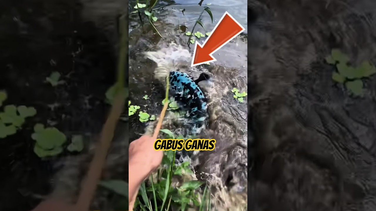 Spot menarik mancing ikan gabus #gabussuper