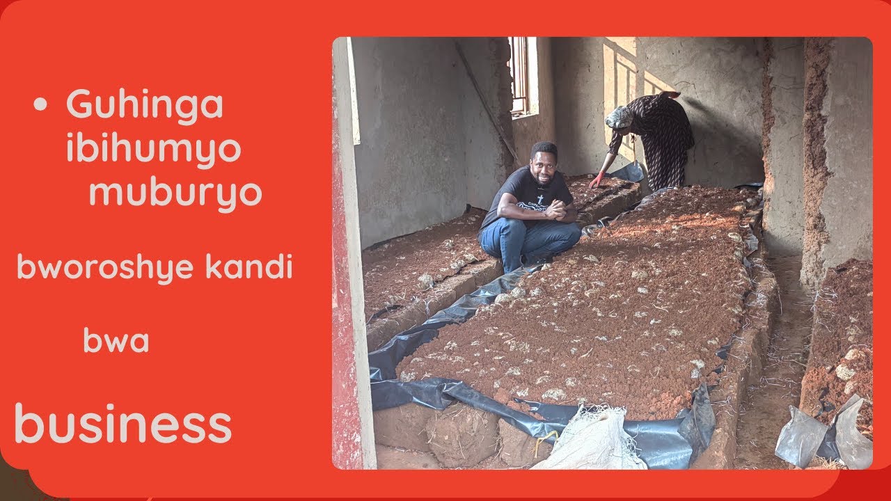 Uko wahinga Ibihumyo muburyo bwa Business /ingano yamazi ukoresha/ gusarura +250784244459