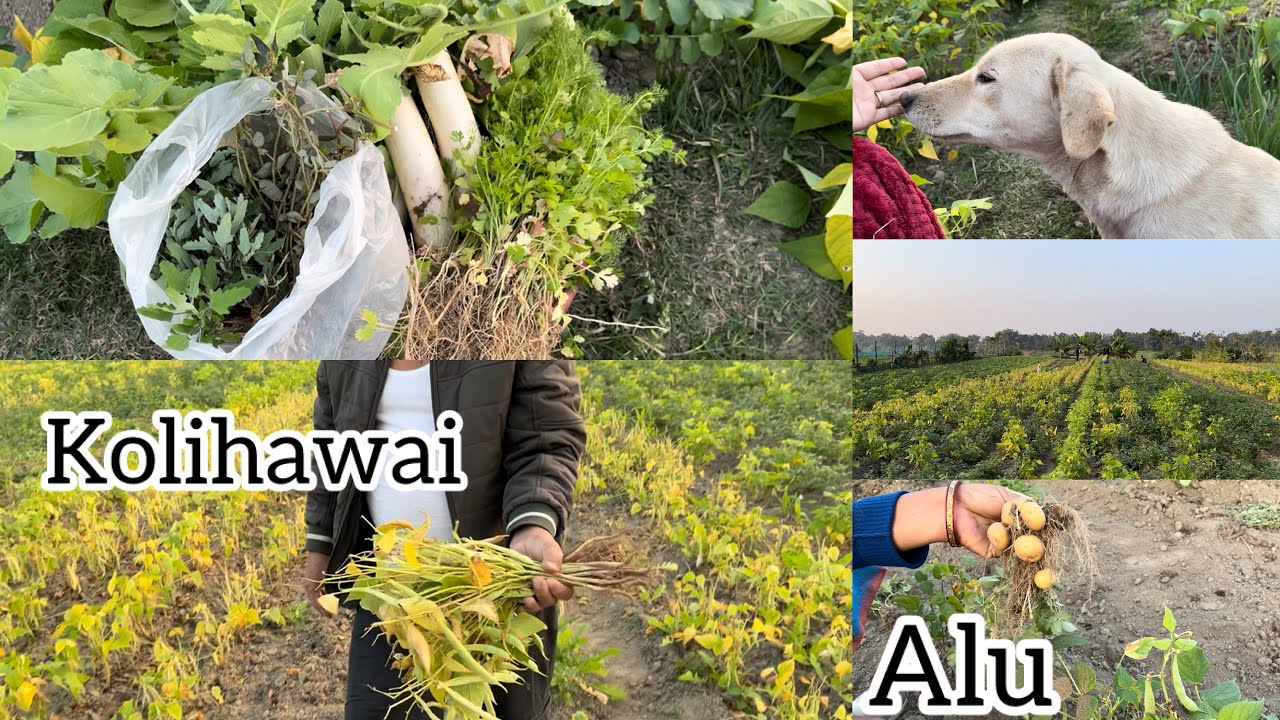 Ningtham tha(winter season)gi oiba yensang khra thajaba chaba fngaa☺️🤗