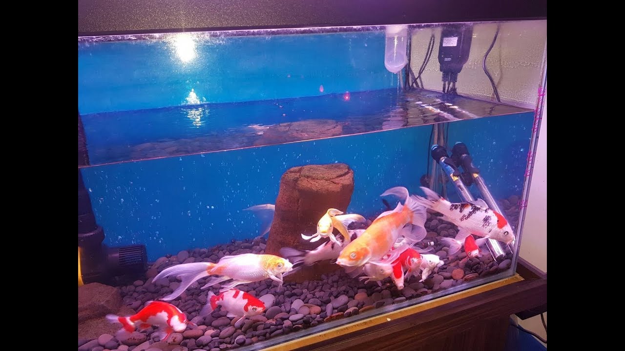 養魚如何知道水質好壞?為何要測毒素?氨毒危害 亞硝酸危害 宗瑋建議參考購買