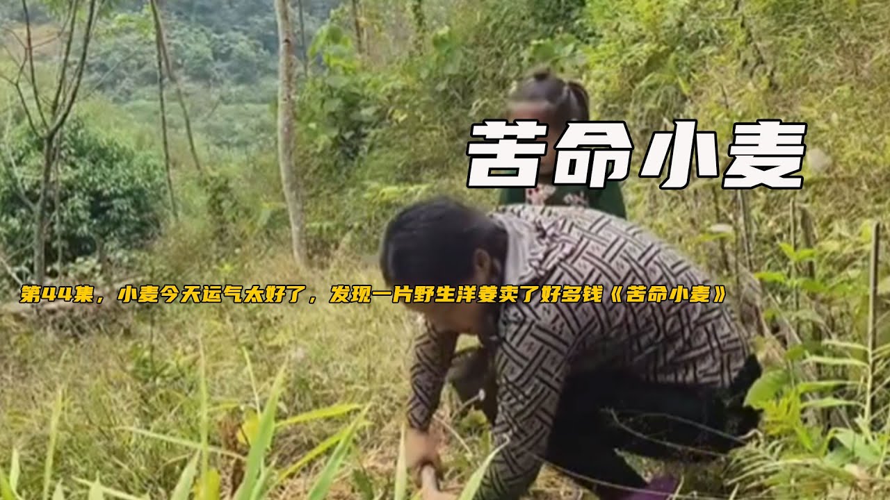 第44集，小麥今天運氣太好了，發現一片野生洋姜賣了好多錢《苦命小麥》