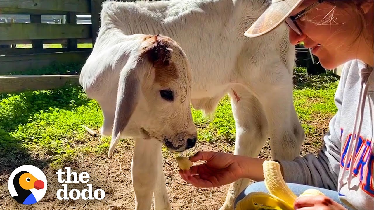 Tiny Calf Wouldn&rsquo;t Eat On His Own Until Rescuers Introduced Him To Someone Just Like Him | The Dodo