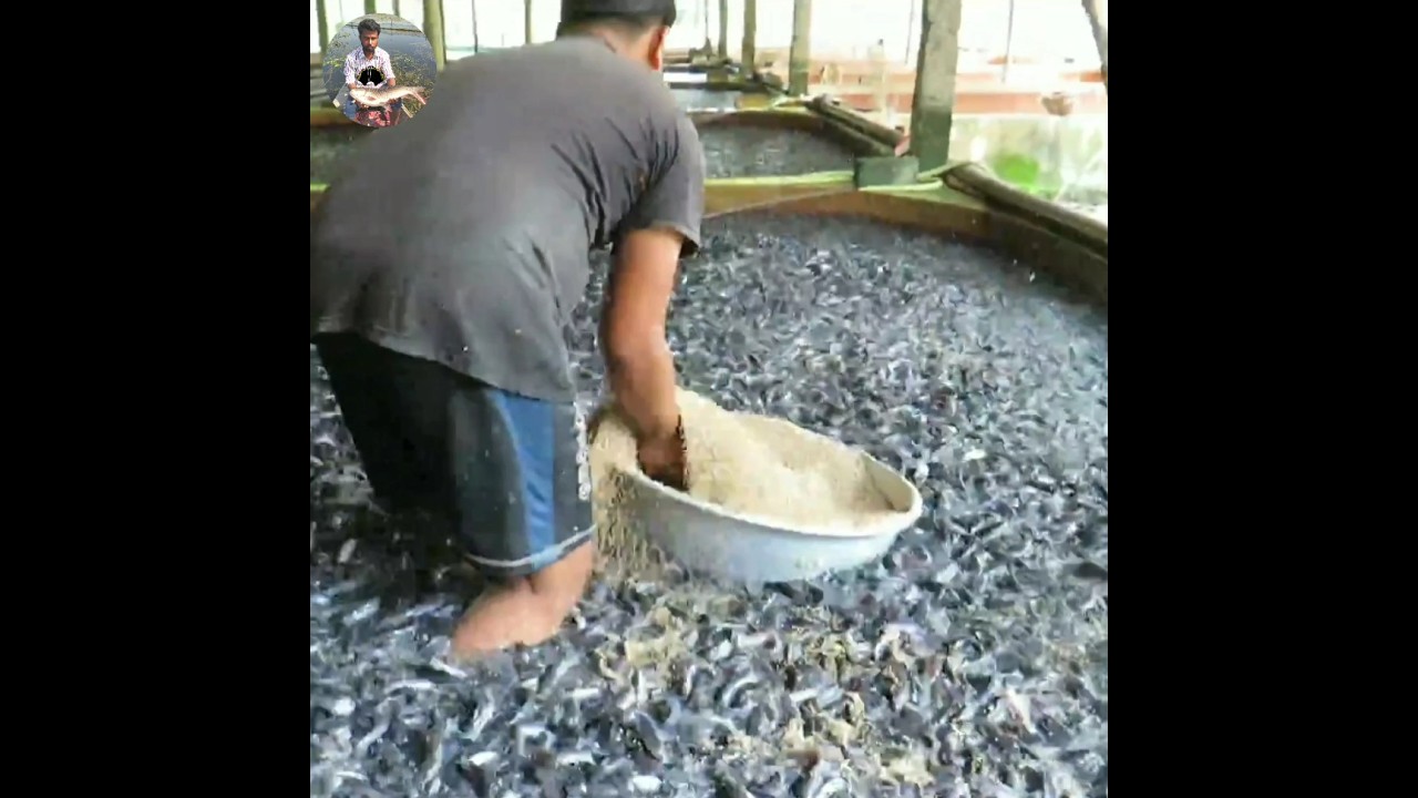 Catfish Feeding Floating Feed In Tank #shorts
