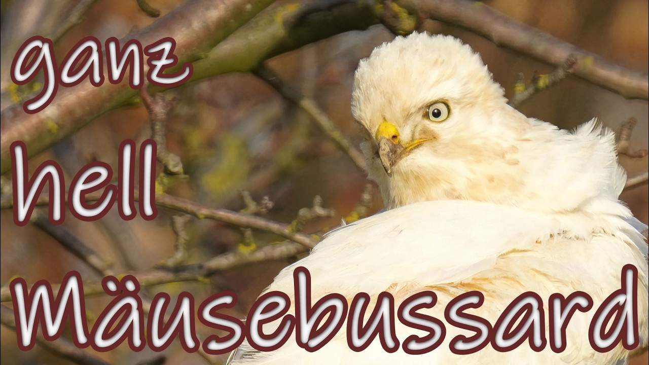 Ganz heller Mäusebussard.