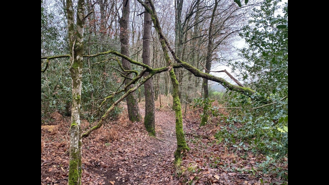 014 LA FOR&Ecirc;T DE MACHECOUL