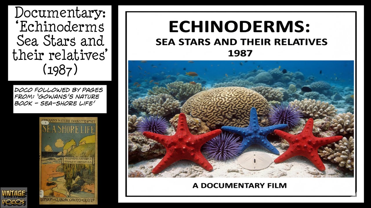 Echinoderms Sea Stars and their Relatives - 1987 (Vintage Nature Documentary)
