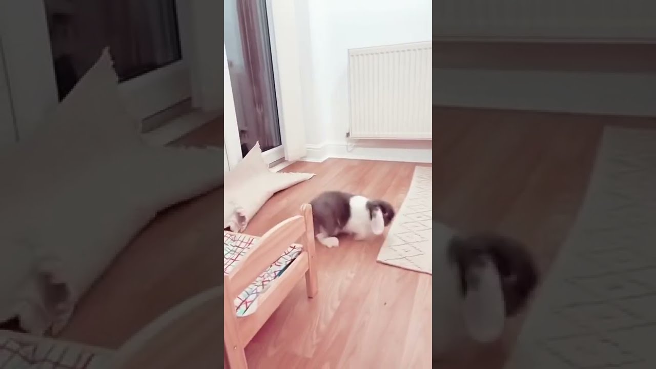 #Shorts#rabbit#animals#pets#funny#viral ||Animalslover