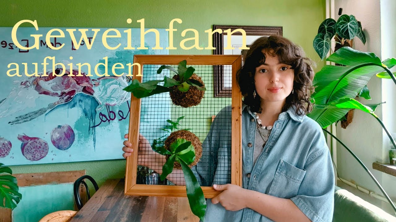 geweihfarn aufbinden - platycerium bifurcatum