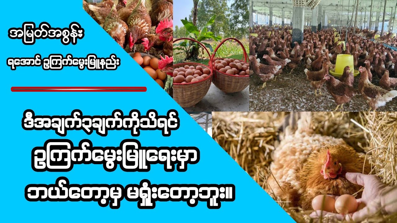 အမြတ်အစွန်းရအောင် ဥကြက်မွေးမြူနည်း