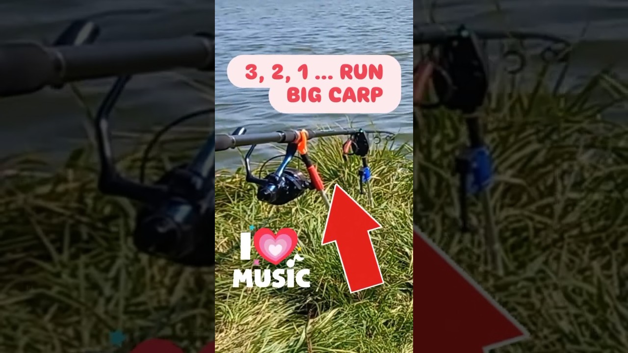 STRONG AND BIG CARP #fishing #carpfishing #carp #fish #carpbaits #carpbait #karpfen carphunter