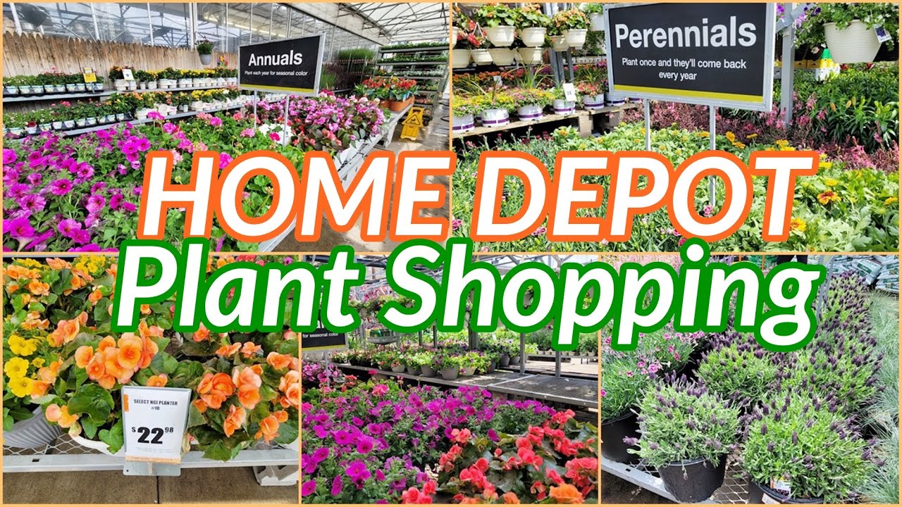 HOME DEPOT PLANT SHOPPING 2023 ANNUALS PERENNIALS HOUSEPLANTS