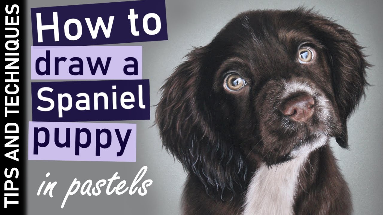 How to draw a Cocker Spaniel puppy in pastels | Photo realistic pet portraits