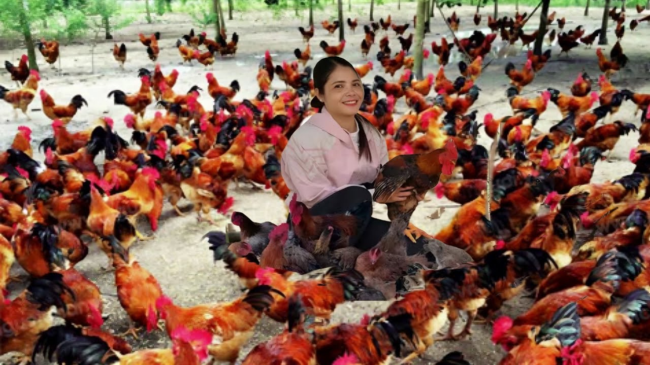 Building chicken coops out of bamboo // Everyday life at a sturgeon farm.