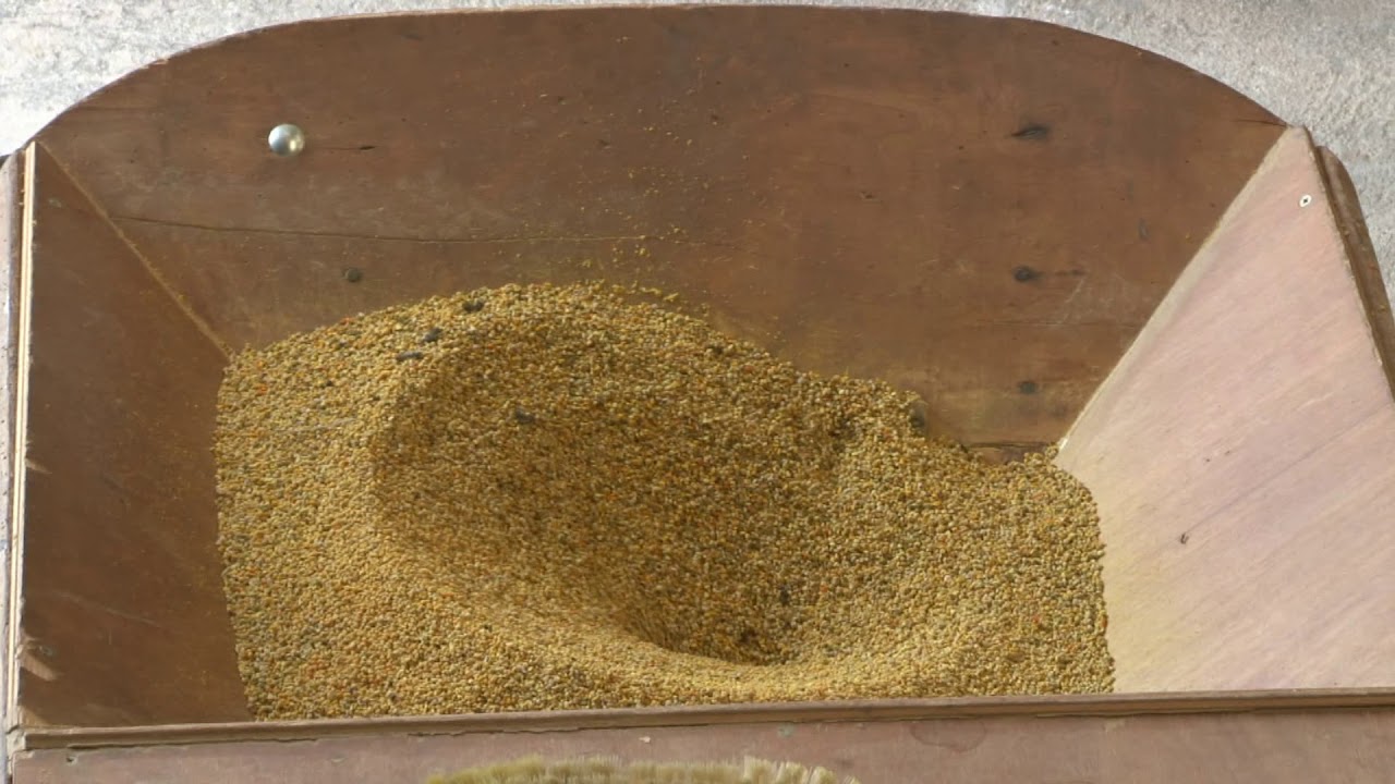 La récolte du pollen