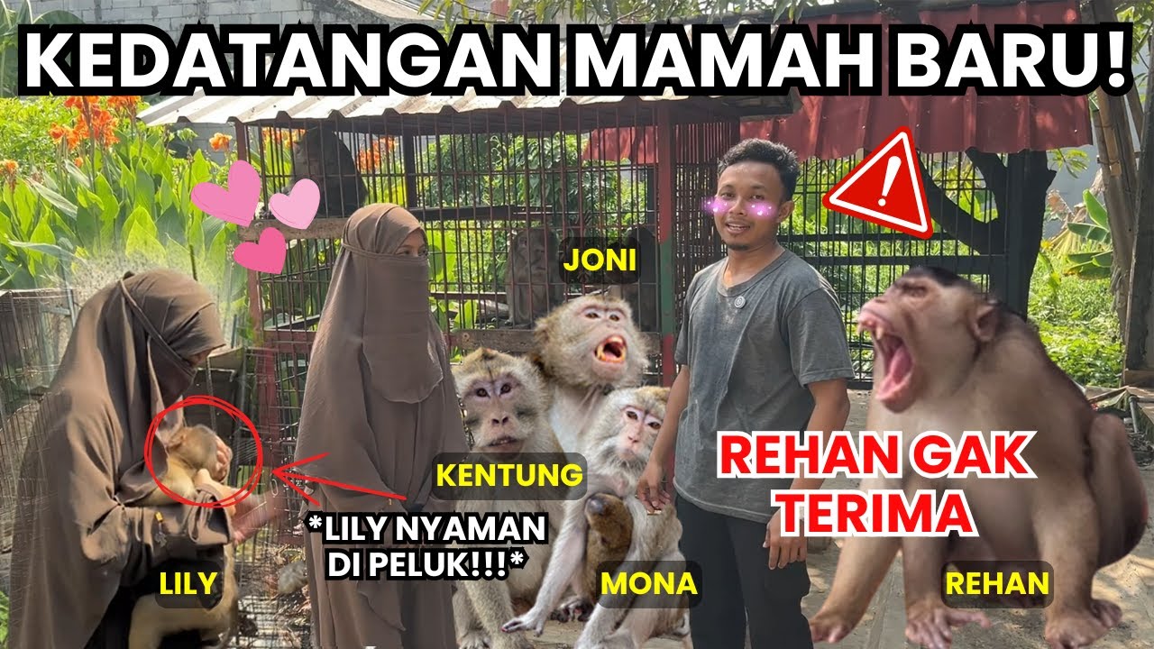 YEEEAY!!! AKHIRNYA KANDANG PRIMATA BEKASI PUNYA MAMAH BARU!!!