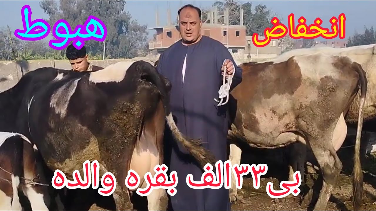 #انخفاض كبير في اسعار البقر الوالد الخليط والبقر لبن من مزرعه المعلم جمعه بتاريخ 8/1/2026
