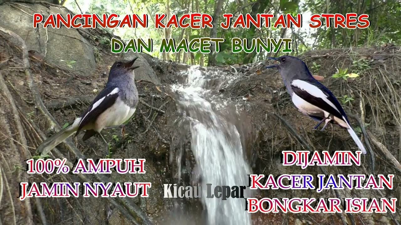 Terapi Burung Kacer Jantan Macet Bunyi ! Pancingan Suara Kacer Betina + Gemerincik Air Mengalir