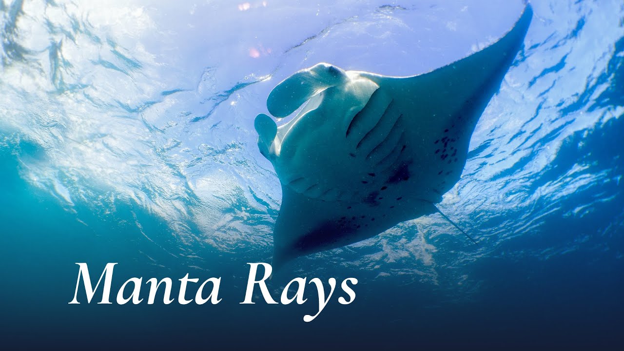 Manta Rays at Hanifaru, by Amilla Maldives
