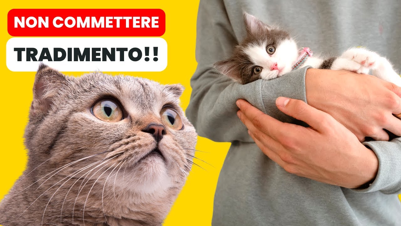 Introdurre un NUOVO Gatto in Casa: 9 ERRORI da non Fare!